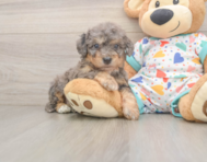 7 week old Poochon Puppy For Sale - Pilesgrove Pups