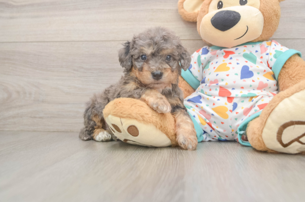 6 week old Poochon Puppy For Sale - Pilesgrove Pups