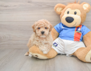 5 week old Poochon Puppy For Sale - Pilesgrove Pups