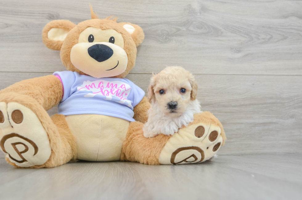 5 week old Poochon Puppy For Sale - Pilesgrove Pups