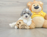 8 week old Poochon Puppy For Sale - Pilesgrove Pups