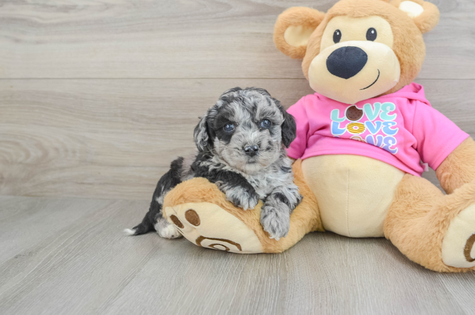 5 week old Poochon Puppy For Sale - Pilesgrove Pups