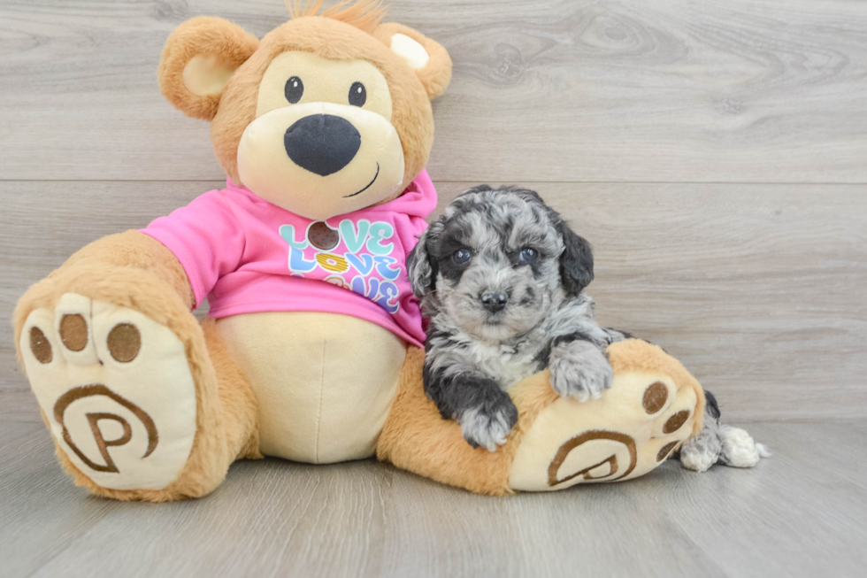 Playful Bichpoo Poodle Mix Puppy