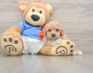 5 week old Poochon Puppy For Sale - Pilesgrove Pups