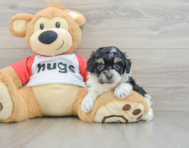 7 week old Poochon Puppy For Sale - Pilesgrove Pups