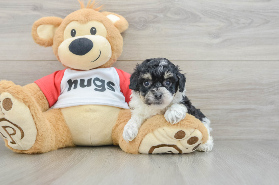 5 week old Poochon Puppy For Sale - Pilesgrove Pups