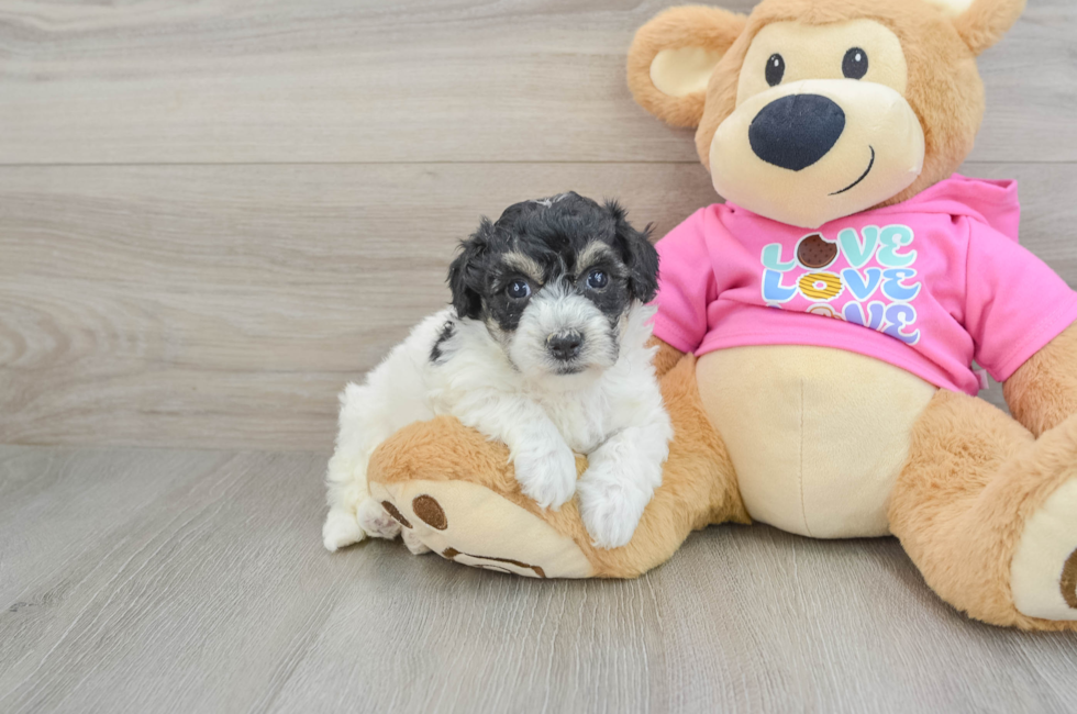 5 week old Poochon Puppy For Sale - Pilesgrove Pups