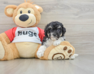 7 week old Poochon Puppy For Sale - Pilesgrove Pups