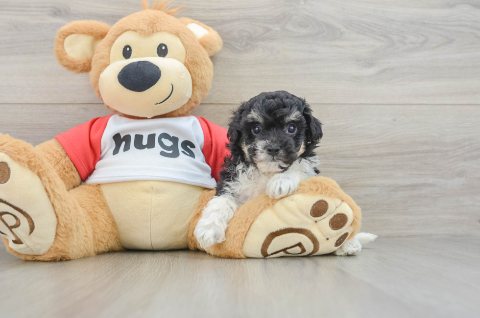 5 week old Poochon Puppy For Sale - Pilesgrove Pups