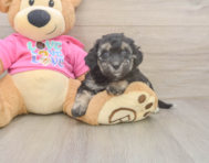 7 week old Poochon Puppy For Sale - Pilesgrove Pups
