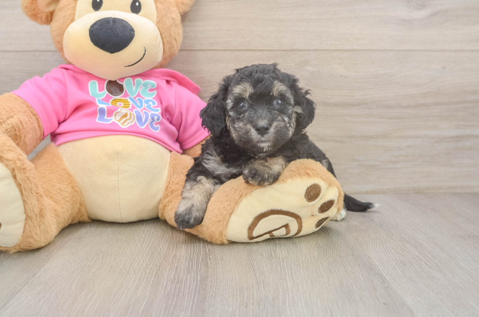 5 week old Poochon Puppy For Sale - Pilesgrove Pups