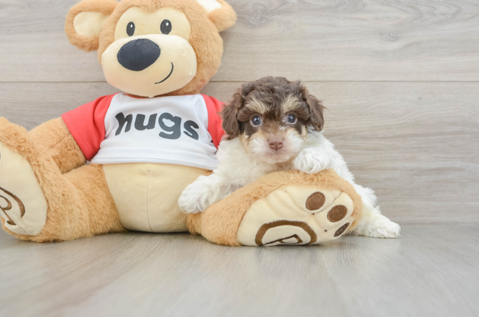 5 week old Poochon Puppy For Sale - Pilesgrove Pups