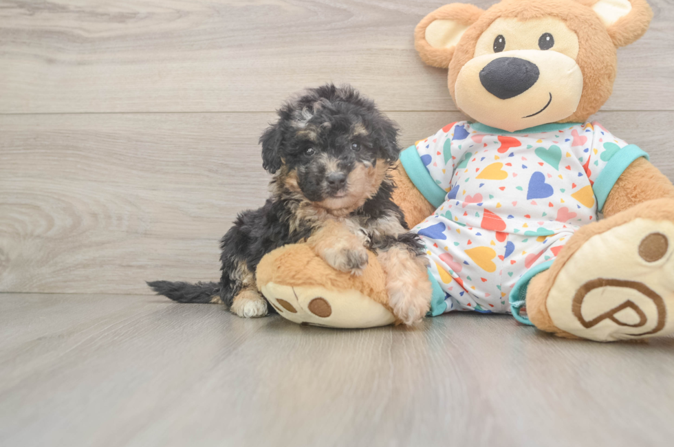 6 week old Poochon Puppy For Sale - Pilesgrove Pups