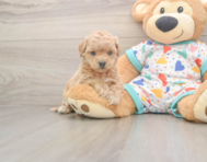 8 week old Poochon Puppy For Sale - Pilesgrove Pups