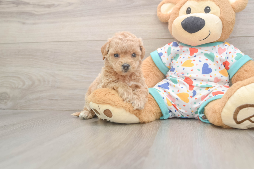 6 week old Poochon Puppy For Sale - Pilesgrove Pups