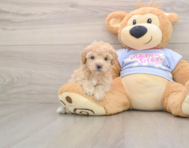 5 week old Poochon Puppy For Sale - Pilesgrove Pups