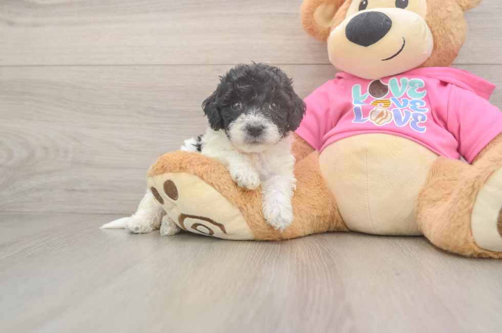 5 week old Poochon Puppy For Sale - Pilesgrove Pups
