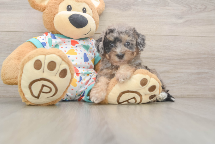 Petite Poochon Poodle Mix Pup
