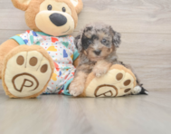 8 week old Poochon Puppy For Sale - Pilesgrove Pups