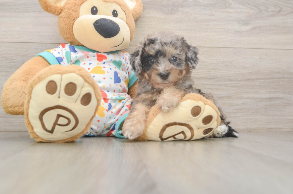6 week old Poochon Puppy For Sale - Pilesgrove Pups