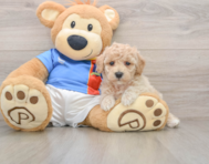 6 week old Poochon Puppy For Sale - Pilesgrove Pups