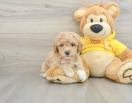 6 week old Poochon Puppy For Sale - Pilesgrove Pups