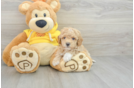 Poochon Puppy for Adoption