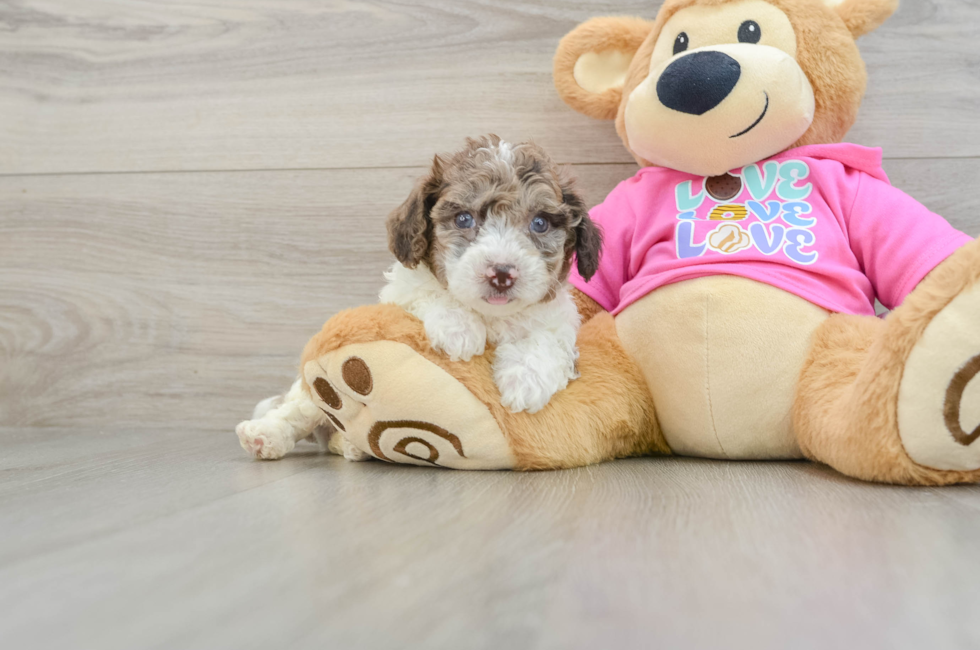 7 week old Poochon Puppy For Sale - Pilesgrove Pups