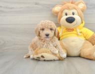 6 week old Poochon Puppy For Sale - Pilesgrove Pups