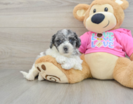 7 week old Poochon Puppy For Sale - Pilesgrove Pups