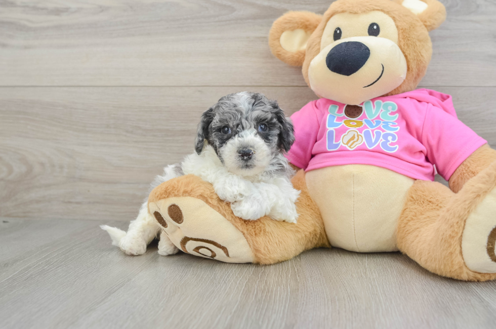 5 week old Poochon Puppy For Sale - Pilesgrove Pups