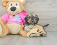 7 week old Poochon Puppy For Sale - Pilesgrove Pups