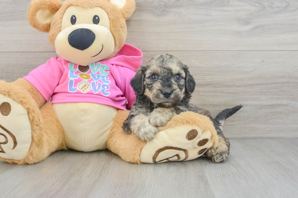 5 week old Poochon Puppy For Sale - Pilesgrove Pups