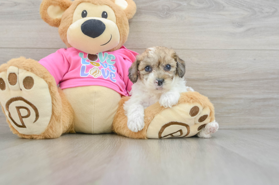 5 week old Poochon Puppy For Sale - Pilesgrove Pups