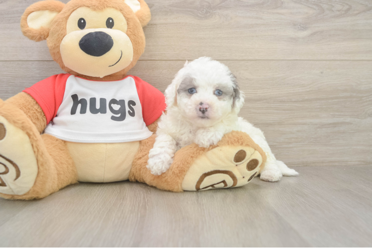 Best Poochon Baby