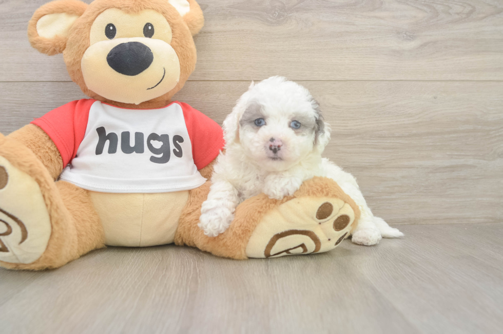 6 week old Poochon Puppy For Sale - Pilesgrove Pups