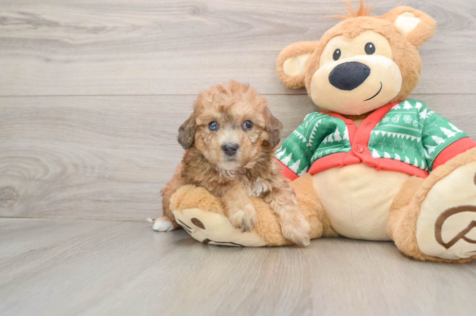 5 week old Poochon Puppy For Sale - Pilesgrove Pups