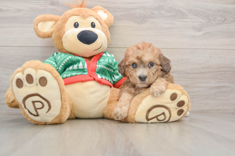 Friendly Poochon Baby