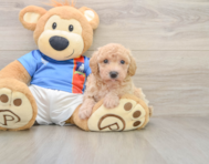 6 week old Poochon Puppy For Sale - Pilesgrove Pups