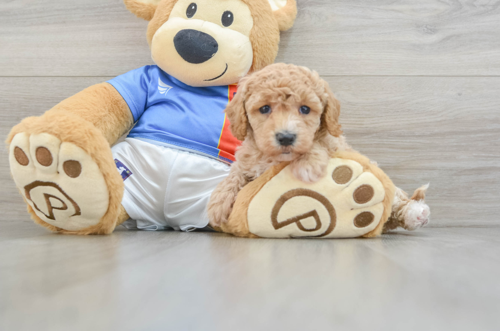 5 week old Poochon Puppy For Sale - Pilesgrove Pups