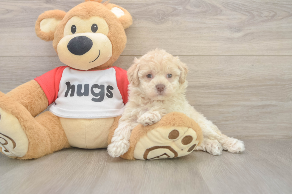 6 week old Poochon Puppy For Sale - Pilesgrove Pups