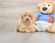 6 week old Poochon Puppy For Sale - Pilesgrove Pups