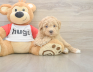 8 week old Poochon Puppy For Sale - Pilesgrove Pups