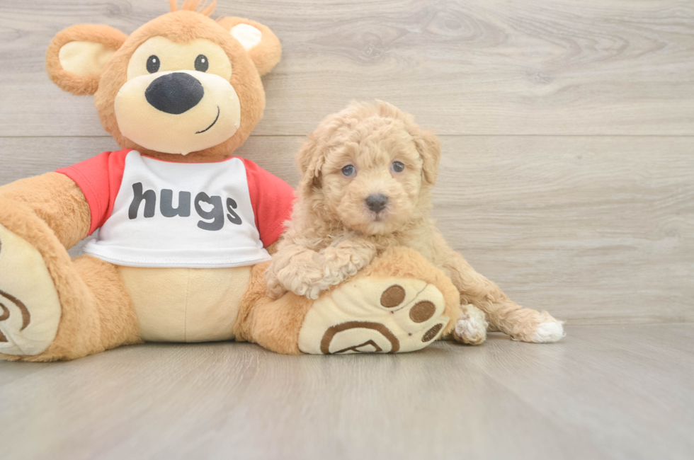 6 week old Poochon Puppy For Sale - Pilesgrove Pups