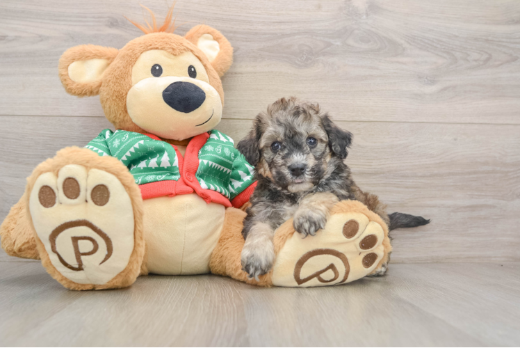 Poochon Pup Being Cute