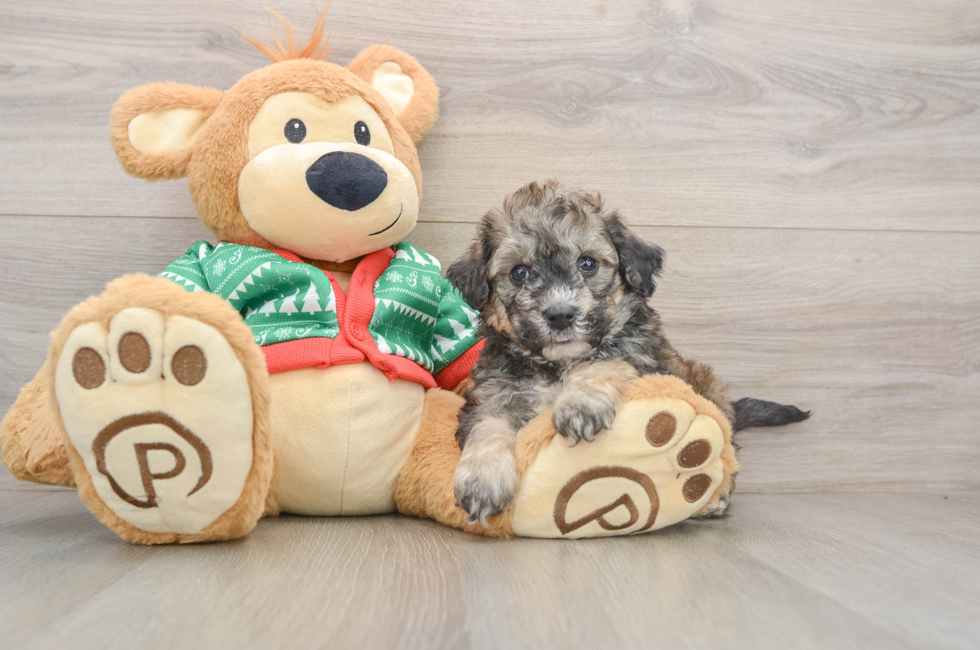 5 week old Poochon Puppy For Sale - Pilesgrove Pups