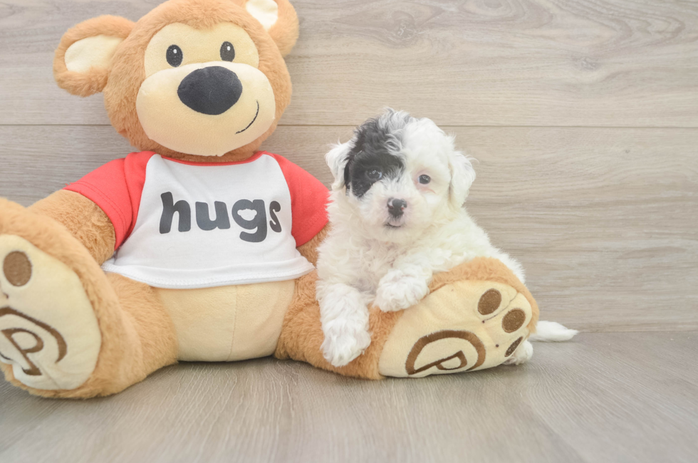 6 week old Poochon Puppy For Sale - Pilesgrove Pups