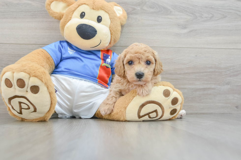 5 week old Poochon Puppy For Sale - Pilesgrove Pups