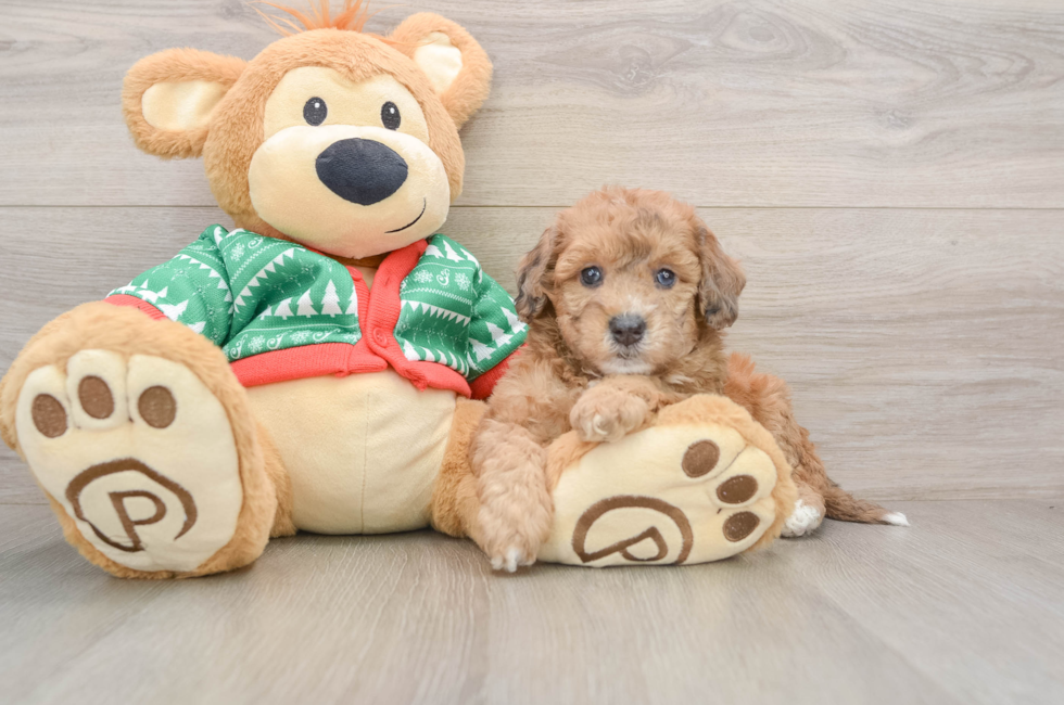 5 week old Poochon Puppy For Sale - Pilesgrove Pups