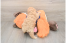 Poochon Puppy for Adoption